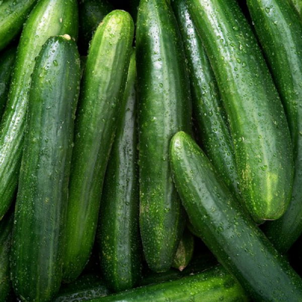 Cucumber